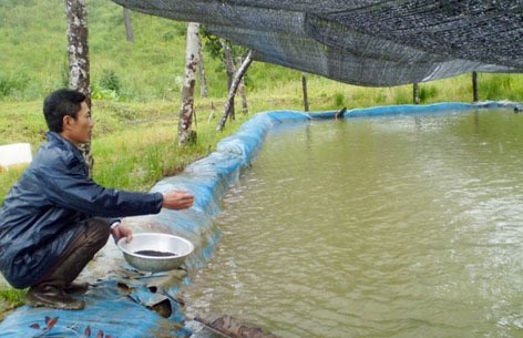 Chăm sóc, phòng chống rét cho vật nuôi thủy sản (4/2/2020)